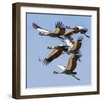 Uganda, Sipi. Grey Crowned Cranes in Flight. This Striking Species Is the National Bird of Uganda.-Nigel Pavitt-Framed Photographic Print