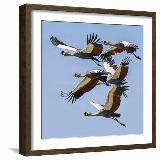 Uganda, Sipi. Grey Crowned Cranes in Flight. This Striking Species Is the National Bird of Uganda.-Nigel Pavitt-Framed Photographic Print