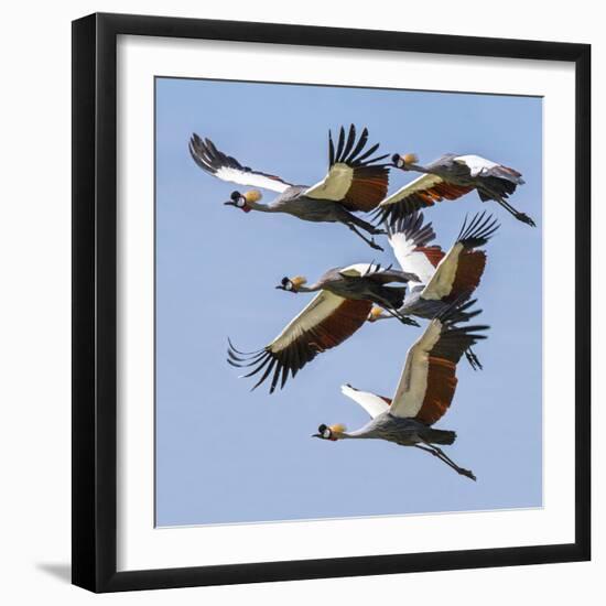 Uganda, Sipi. Grey Crowned Cranes in Flight. This Striking Species Is the National Bird of Uganda.-Nigel Pavitt-Framed Photographic Print