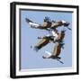 Uganda, Sipi. Grey Crowned Cranes in Flight. This Striking Species Is the National Bird of Uganda.-Nigel Pavitt-Framed Photographic Print