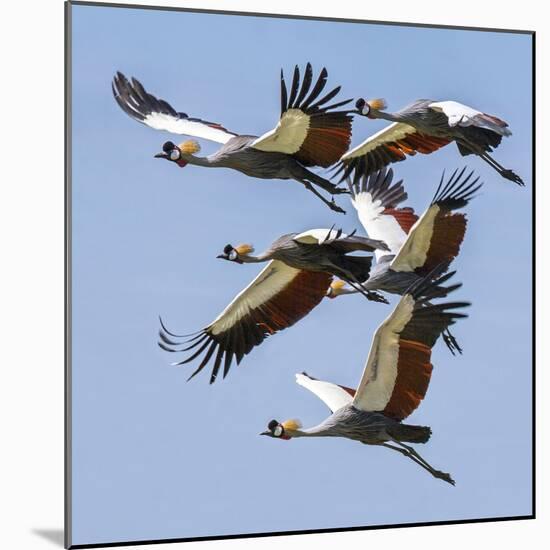 Uganda, Sipi. Grey Crowned Cranes in Flight. This Striking Species Is the National Bird of Uganda.-Nigel Pavitt-Mounted Photographic Print