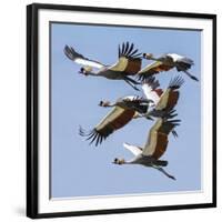 Uganda, Sipi. Grey Crowned Cranes in Flight. This Striking Species Is the National Bird of Uganda.-Nigel Pavitt-Framed Photographic Print