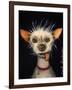 Ugly Dog-Leah Saulnier-Framed Giclee Print