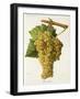 Ugni Blanc Grape-J. Troncy-Framed Giclee Print