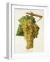 Ugni Blanc Grape-J. Troncy-Framed Giclee Print