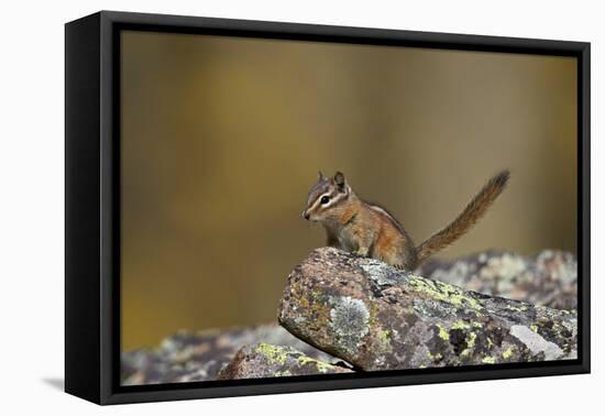 Uinta Chipmunk (Tamias Umbrinus), Uncompahgre National Forest, Colorado, Usa-James Hager-Framed Stretched Canvas