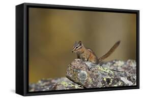 Uinta Chipmunk (Tamias Umbrinus), Uncompahgre National Forest, Colorado, Usa-James Hager-Framed Stretched Canvas