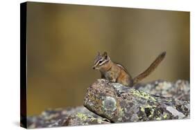 Uinta Chipmunk (Tamias Umbrinus), Uncompahgre National Forest, Colorado, Usa-James Hager-Stretched Canvas