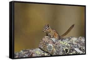 Uinta Chipmunk (Tamias Umbrinus), Uncompahgre National Forest, Colorado, Usa-James Hager-Framed Stretched Canvas