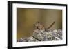 Uinta Chipmunk (Tamias Umbrinus), Uncompahgre National Forest, Colorado, Usa-James Hager-Framed Photographic Print