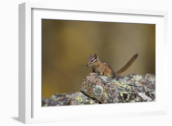 Uinta Chipmunk (Tamias Umbrinus), Uncompahgre National Forest, Colorado, Usa-James Hager-Framed Photographic Print