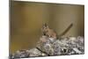 Uinta Chipmunk (Tamias Umbrinus), Uncompahgre National Forest, Colorado, Usa-James Hager-Mounted Photographic Print