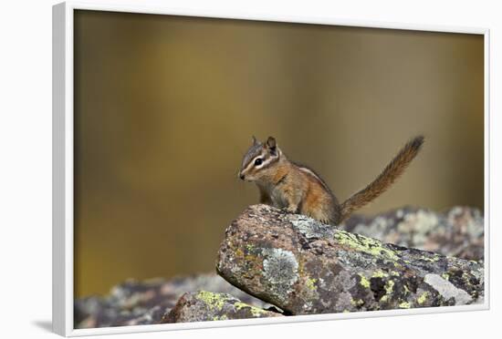 Uinta Chipmunk (Tamias Umbrinus), Uncompahgre National Forest, Colorado, Usa-James Hager-Framed Photographic Print