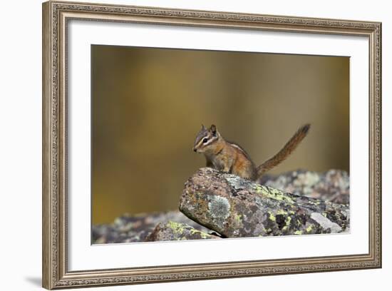 Uinta Chipmunk (Tamias Umbrinus), Uncompahgre National Forest, Colorado, Usa-James Hager-Framed Photographic Print