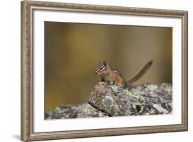 Uinta Chipmunk (Tamias Umbrinus), Uncompahgre National Forest, Colorado, Usa-James Hager-Framed Photographic Print