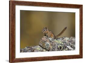 Uinta Chipmunk (Tamias Umbrinus), Uncompahgre National Forest, Colorado, Usa-James Hager-Framed Photographic Print