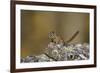 Uinta Chipmunk (Tamias Umbrinus), Uncompahgre National Forest, Colorado, Usa-James Hager-Framed Photographic Print