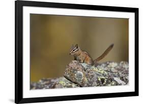 Uinta Chipmunk (Tamias Umbrinus), Uncompahgre National Forest, Colorado, Usa-James Hager-Framed Photographic Print