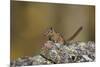 Uinta Chipmunk (Tamias Umbrinus), Uncompahgre National Forest, Colorado, Usa-James Hager-Mounted Photographic Print