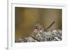 Uinta Chipmunk (Tamias Umbrinus), Uncompahgre National Forest, Colorado, Usa-James Hager-Framed Photographic Print