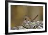 Uinta Chipmunk (Tamias Umbrinus), Uncompahgre National Forest, Colorado, Usa-James Hager-Framed Photographic Print