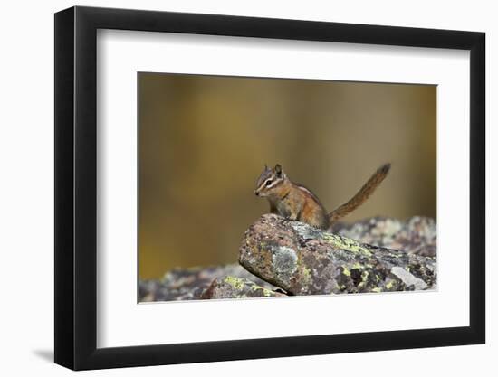 Uinta Chipmunk (Tamias Umbrinus), Uncompahgre National Forest, Colorado, Usa-James Hager-Framed Photographic Print