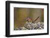 Uinta Chipmunk (Tamias Umbrinus), Uncompahgre National Forest, Colorado, Usa-James Hager-Framed Photographic Print