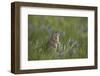 Uinta Ground Squirrel (Urocitellus Armatus) Among Mountain Bluebell (Mertensia Ciliata)-James Hager-Framed Photographic Print