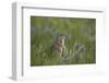 Uinta Ground Squirrel (Urocitellus Armatus) Among Mountain Bluebell (Mertensia Ciliata)-James Hager-Framed Photographic Print