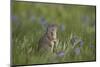 Uinta Ground Squirrel (Urocitellus Armatus) Among Mountain Bluebell (Mertensia Ciliata)-James Hager-Mounted Photographic Print