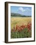 UK Corn Fields and Poppies on South Downs-null-Framed Premium Photographic Print