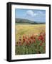 UK Corn Fields and Poppies on South Downs-null-Framed Premium Photographic Print