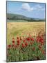 UK Corn Fields and Poppies on South Downs-null-Mounted Premium Photographic Print