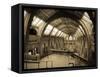 UK, Enlgland, London, South Kensington, Natural History Museum, the Central Hall-Alan Copson-Framed Stretched Canvas