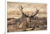 UK, London, Richmond Park. The King's Deer (Red Deer) are native to the UK.-Richard Wright-Framed Photographic Print