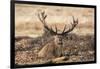 UK, London, Richmond Park. The King's Deer (Red Deer) are native to the UK.-Richard Wright-Framed Photographic Print