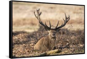 UK, London, Richmond Park. The King's Deer (Red Deer) are native to the UK.-Richard Wright-Framed Stretched Canvas