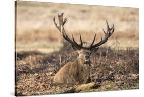 UK, London, Richmond Park. The King's Deer (Red Deer) are native to the UK.-Richard Wright-Stretched Canvas