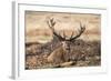 UK, London, Richmond Park. The King's Deer (Red Deer) are native to the UK.-Richard Wright-Framed Photographic Print