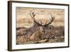 UK, London, Richmond Park. The King's Deer (Red Deer) are native to the UK.-Richard Wright-Framed Photographic Print