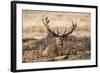 UK, London, Richmond Park. The King's Deer (Red Deer) are native to the UK.-Richard Wright-Framed Photographic Print