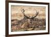 UK, London, Richmond Park. The King's Deer (Red Deer) are native to the UK.-Richard Wright-Framed Photographic Print