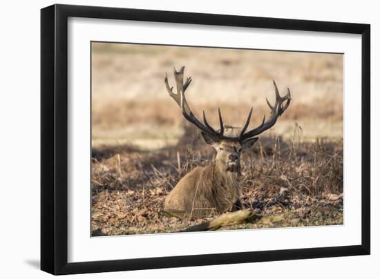 UK, London, Richmond Park. The King's Deer (Red Deer) are native to the UK.-Richard Wright-Framed Photographic Print