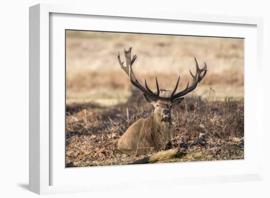 UK, London, Richmond Park. The King's Deer (Red Deer) are native to the UK.-Richard Wright-Framed Photographic Print