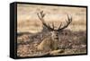 UK, London, Richmond Park. The King's Deer (Red Deer) are native to the UK.-Richard Wright-Framed Stretched Canvas