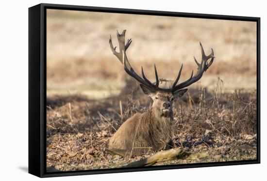 UK, London, Richmond Park. The King's Deer (Red Deer) are native to the UK.-Richard Wright-Framed Stretched Canvas