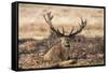 UK, London, Richmond Park. The King's Deer (Red Deer) are native to the UK.-Richard Wright-Framed Stretched Canvas