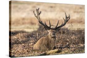 UK, London, Richmond Park. The King's Deer (Red Deer) are native to the UK.-Richard Wright-Stretched Canvas