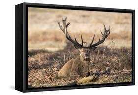 UK, London, Richmond Park. The King's Deer (Red Deer) are native to the UK.-Richard Wright-Framed Stretched Canvas