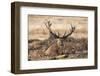 UK, London, Richmond Park. The King's Deer (Red Deer) are native to the UK.-Richard Wright-Framed Photographic Print